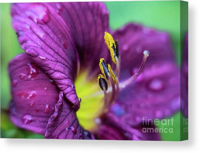 Flora Canvas Print featuring the photograph Lily Interior by Jill Greenaway