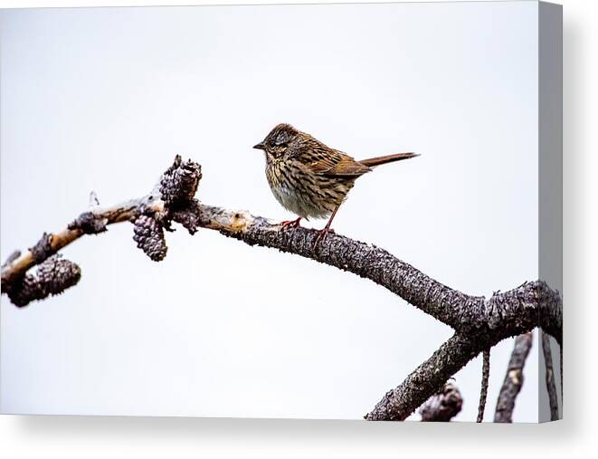 Wildlife Canvas Print featuring the photograph Lincoln's Sparrow by David Morefield