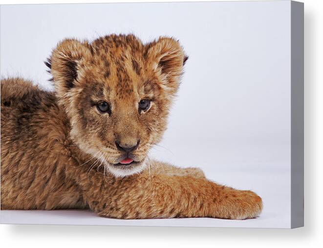White Background Canvas Print featuring the photograph Lion Cub Panthera Leo Lying Down by Martin Harvey