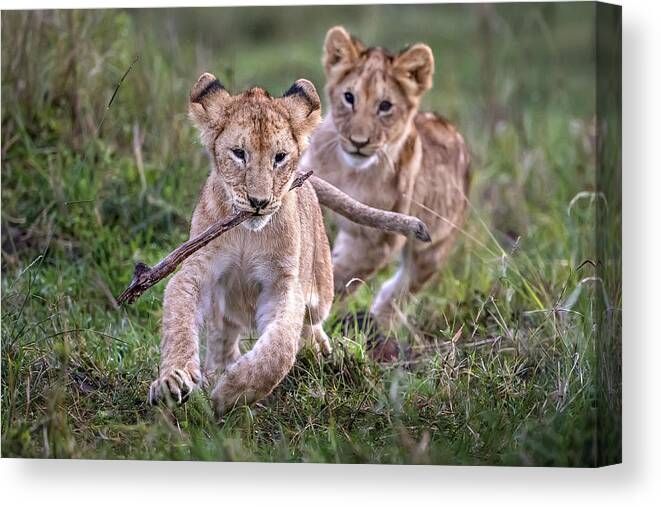 Africa Canvas Print featuring the photograph Lion Cubs Playing by Xavier Ortega