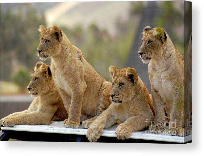 Cub Canvas Print featuring the photograph Lion Cubs Waiting for Mom by Gunther Allen