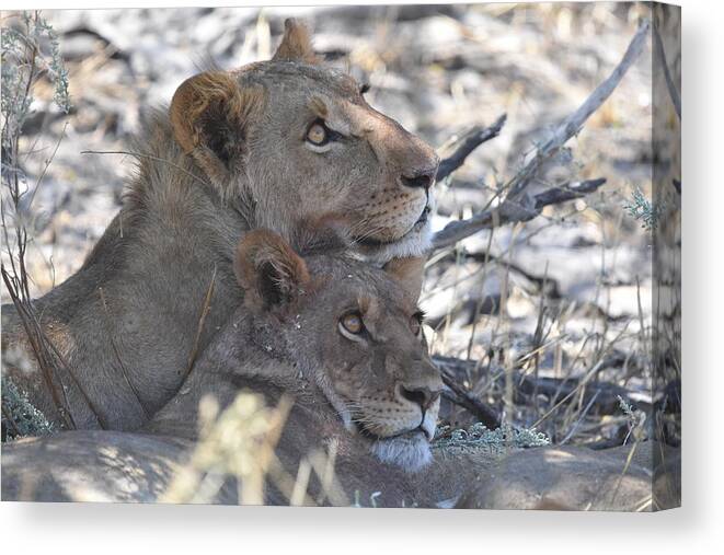 Lion Canvas Print featuring the photograph Lion Pair by Ben Foster