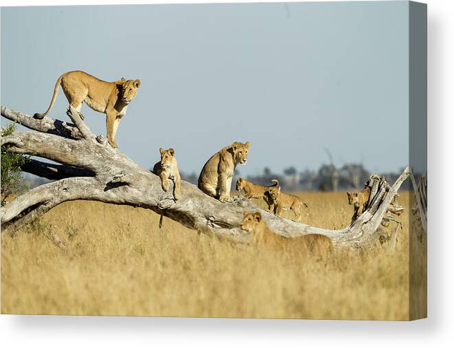 Tranquility Canvas Print featuring the photograph Lioness And Cubs Standing On Dead Tree by Paul Souders