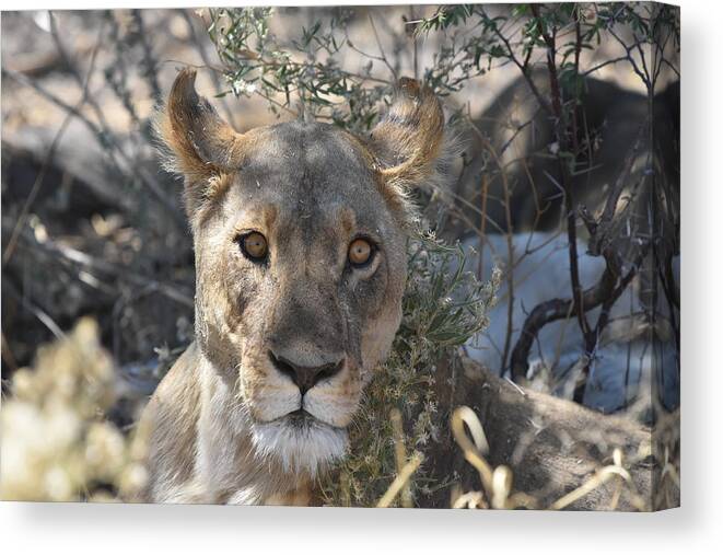 Lion Canvas Print featuring the photograph Lioness by Ben Foster