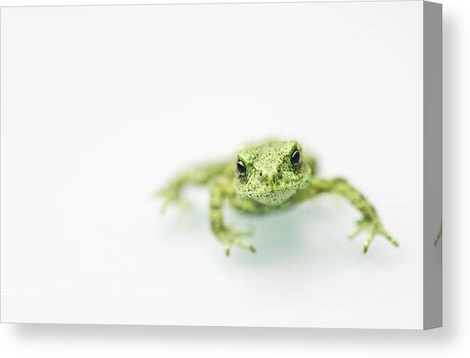 White Background Canvas Print featuring the photograph Little Frog by Erik Van Hannen