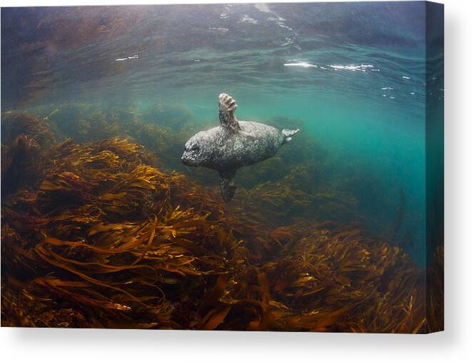 Seal Canvas Print featuring the photograph Little Ghost by Andrey Narchuk
