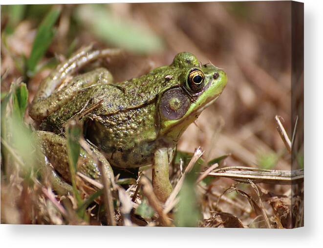 Frog Canvas Print featuring the photograph Little Green Frog by William Selander