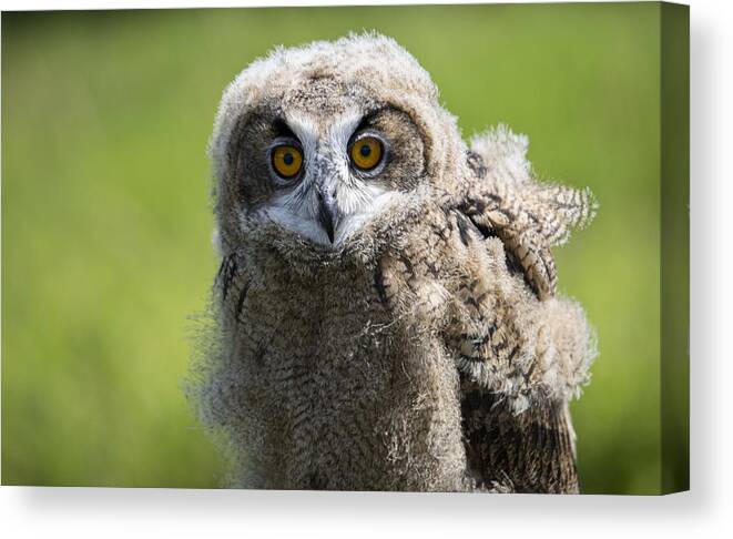 Animal Canvas Print featuring the photograph Little Owl by Hassan Dehdaran Jabry