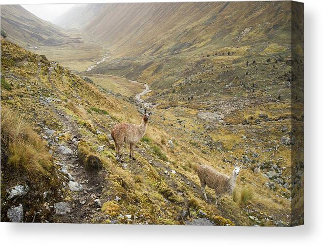 Tranquility Canvas Print featuring the photograph Llamas On Climb To The Mountain Pass Of by Cultura Exclusive/karen Fox