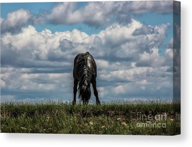 Horse Canvas Print featuring the photograph Lone Black by Kathy McClure