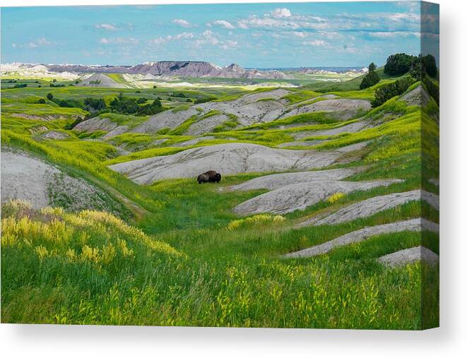Landscape Canvas Print featuring the photograph Lone Buffalo by Susan Rydberg