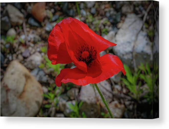 Flower Canvas Print featuring the photograph Lone Red Flower by Lora J Wilson