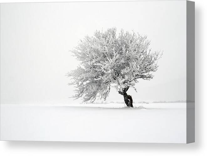 Scenics Canvas Print featuring the photograph Lone Tree In Snow Covered Field by Mandarinetree