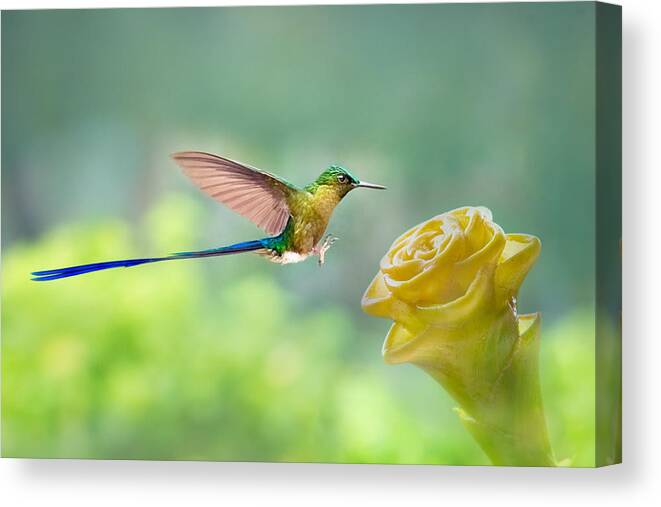 Long-tailed Sylph Canvas Print featuring the photograph Long Tailed Sylph by Siyu And Wei Photography