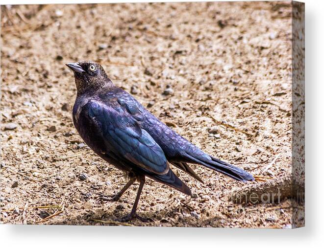 Brewer's Blackbird Canvas Print featuring the photograph Look Up by Kate Brown
