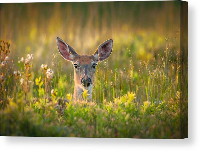 Deer Canvas Print featuring the photograph Looking by Nick Kalathas