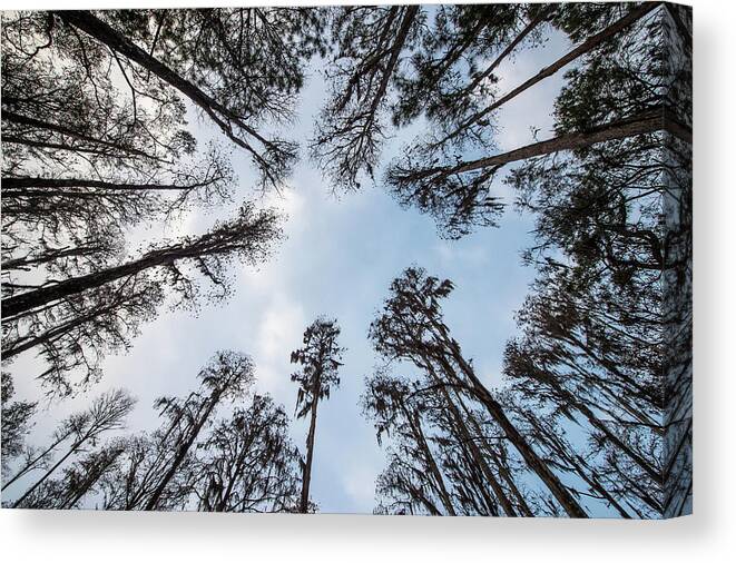Nature Canvas Print featuring the photograph Looking Up by Joe Leone