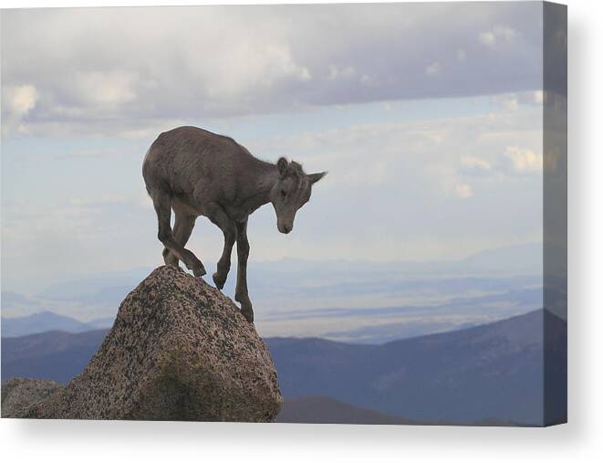 One Animal Canvas Print featuring the photograph Lost Baby Mountain Goat Oreamnos by John Kieffer