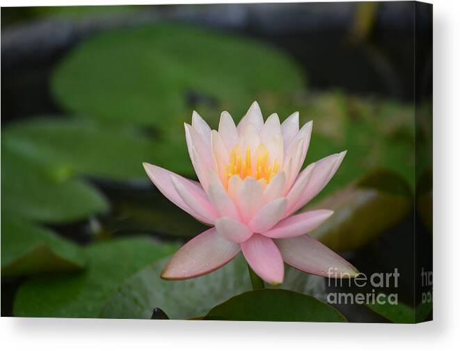 Lotus Flower Canvas Print featuring the photograph Lotus Flower by Deb Cawley