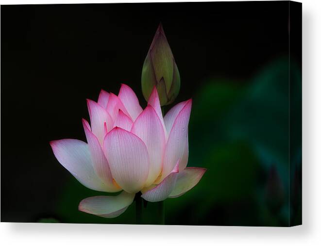 Lotus
Flower
Pure
Enlightenment
Buddhism
Pink Canvas Print featuring the photograph Lotus by Fumi Taki