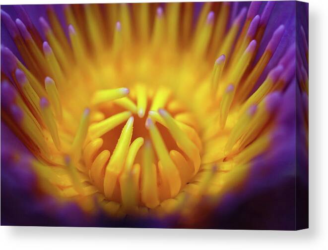 Taiwan Canvas Print featuring the photograph Lotus by Weechia@ms11.url.com.tw