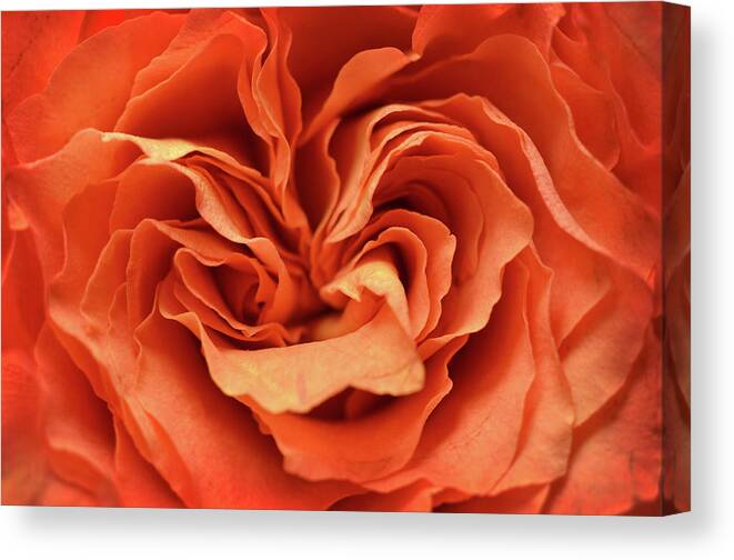 Orange Canvas Print featuring the photograph Love in Motion by Michelle Wermuth