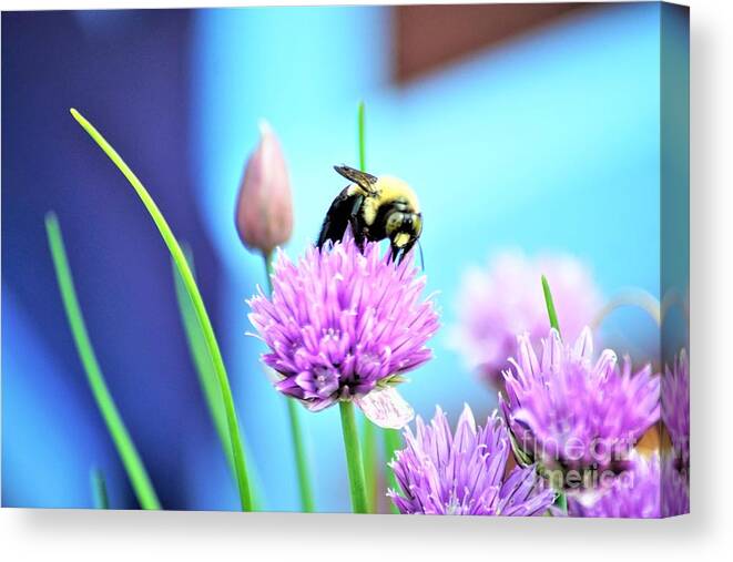 Chives Canvas Print featuring the photograph Love my Chives by Merle Grenz