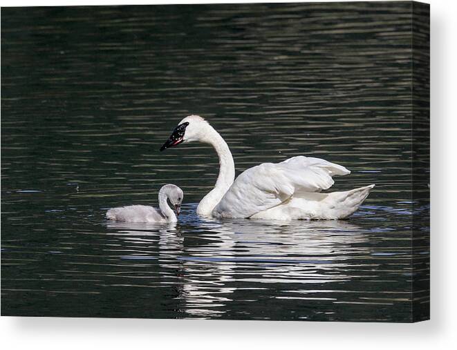 Swans Canvas Print featuring the photograph Love my momma by Ronnie And Frances Howard
