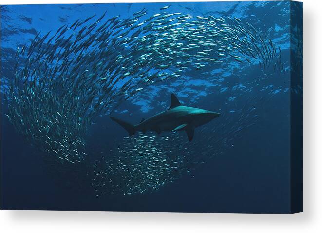 Shark Canvas Print featuring the photograph Lunch Hmmm by Mikael Jigmo