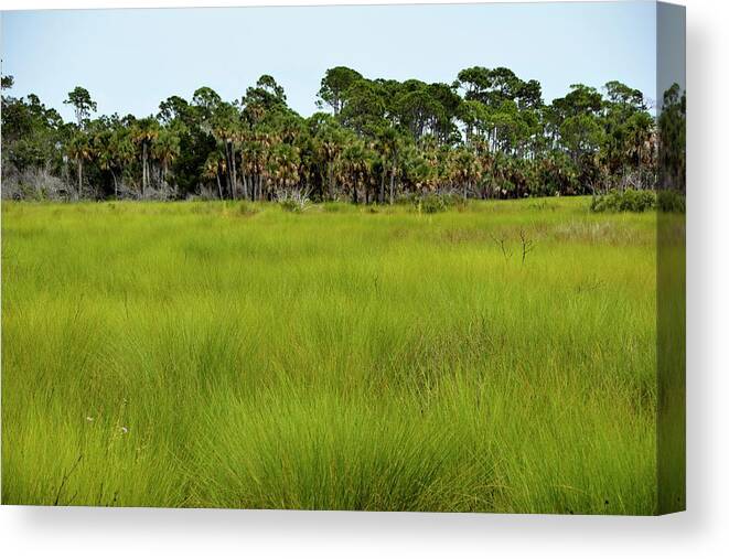 Florida Grass Savanna Canvas Print featuring the photograph Lush Grasses by T Lynn Dodsworth