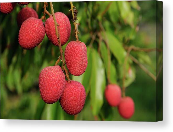 Lychee Canvas Print featuring the photograph Lychee Fruit on Tree by Bradford Martin