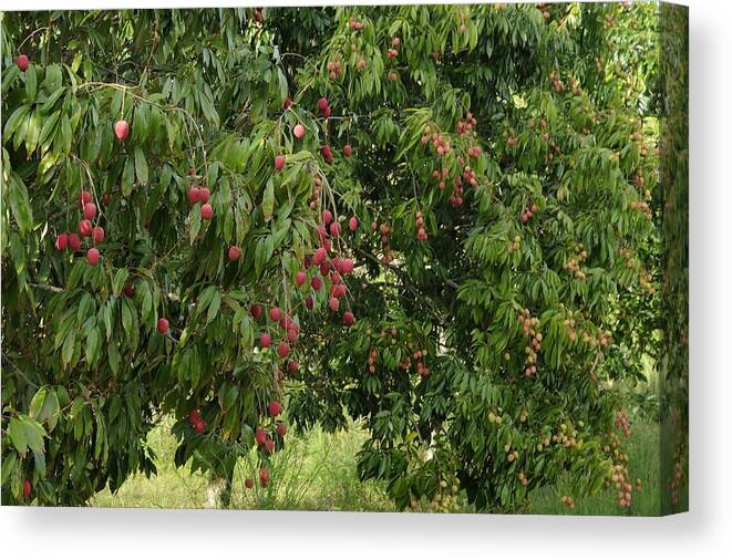 Lychee Canvas Print featuring the photograph Lychee Tree with fruit by Bradford Martin