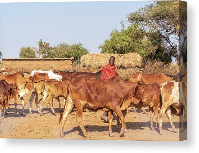 Africa Canvas Print featuring the photograph Maasai Man and His Cows by Betty Eich