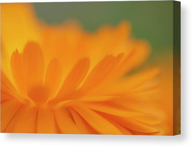 Macro Canvas Print featuring the photograph Macro Orange 1 by Kathy Paynter