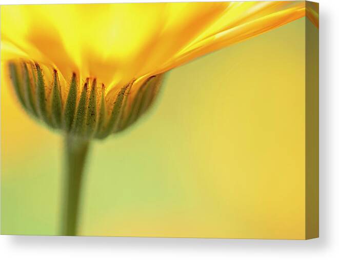 Macro Canvas Print featuring the photograph Macro Orange 5 by Kathy Paynter
