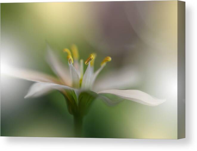 Abstractnature Canvas Print featuring the photograph Macro Photography.floral Abstract by Juliana Nan