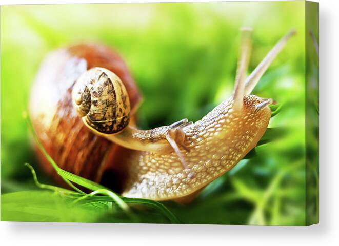 Animal Shell Canvas Print featuring the photograph Macro Shot Of Snail by Copyright Oneliapg Photography