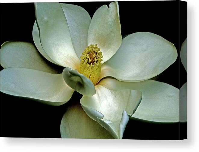 Magnolia Canvas Print featuring the photograph Magnolia 2006 01 by Jim Dollar