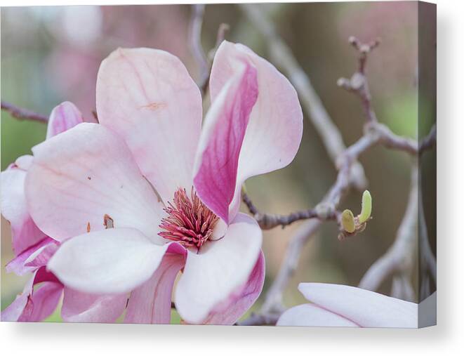 Magnolia Canvas Print featuring the photograph Magnolia Bloom by Lori Rowland