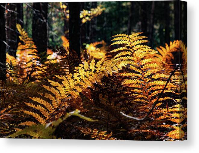Autumn Canvas Print featuring the photograph Maine Autumn Ferns by Jeff Folger