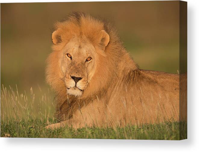 Grass Canvas Print featuring the photograph Male Lion At Sunrise by Michael J. Cohen, Photographer