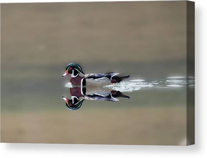 Wood Ducks Canvas Print featuring the photograph Male wood duck reflection by Dan Friend