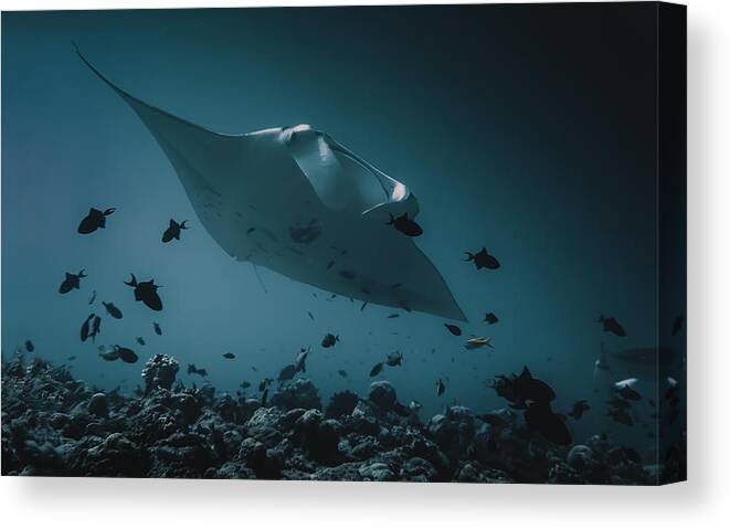 Underwater Canvas Print featuring the photograph Manta`s Flight by Dmitriy Yevtushyk