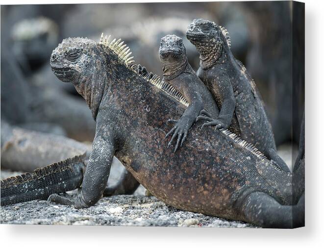 Animal Canvas Print featuring the photograph Marine Iguana And Juveniles Basking by Tui De Roy