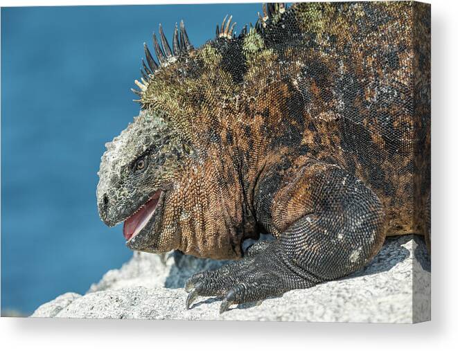 Animals Canvas Print featuring the photograph Marine Iguana On Isabela Island by Tui De Roy