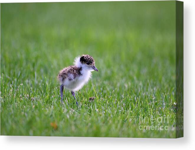 Masked Lapwing Canvas Print featuring the photograph Masked Lapwing Chick by Dr P. Marazzi/science Photo Library