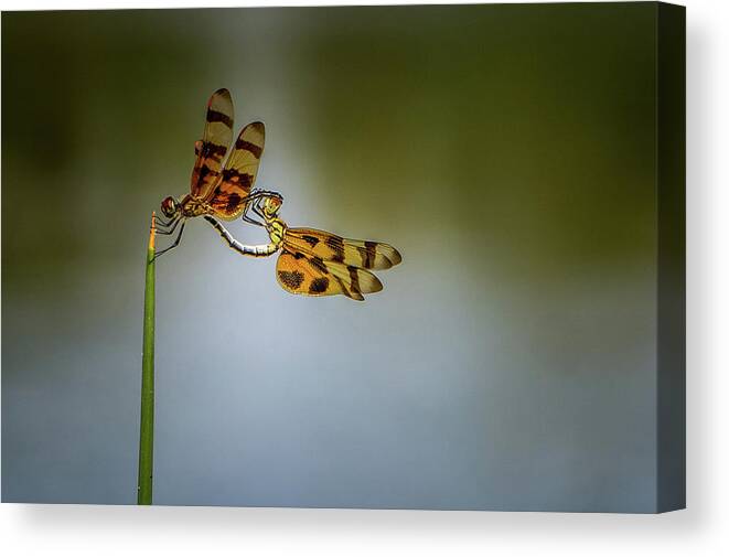 Nature Canvas Print featuring the photograph Mating Dragonflies by Joe Leone