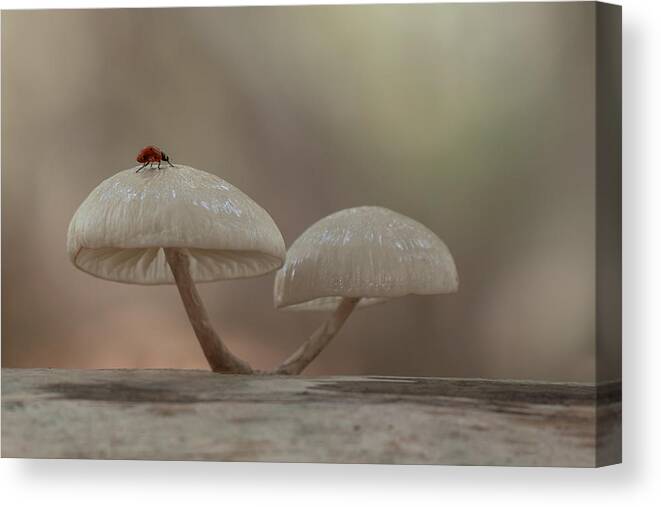 Ladybug Canvas Print featuring the photograph Me And My Kingdom by Daan De Vos