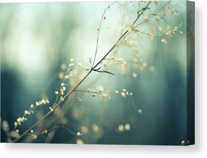 Scenics Canvas Print featuring the photograph Meadow by Jeja