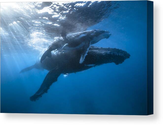 Baleine Canvas Print featuring the photograph Megaptra In The Lagoon Of Mayotte by Barathieu Gabriel
